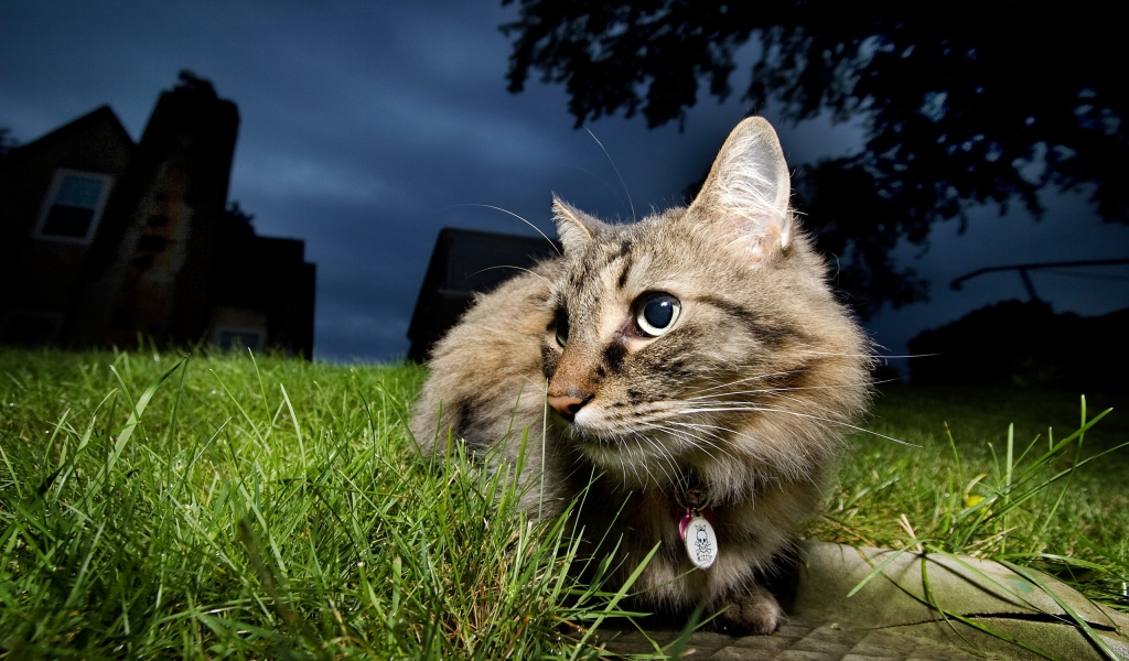Beautiful Little Cat for 1024 x 600 widescreen resolution