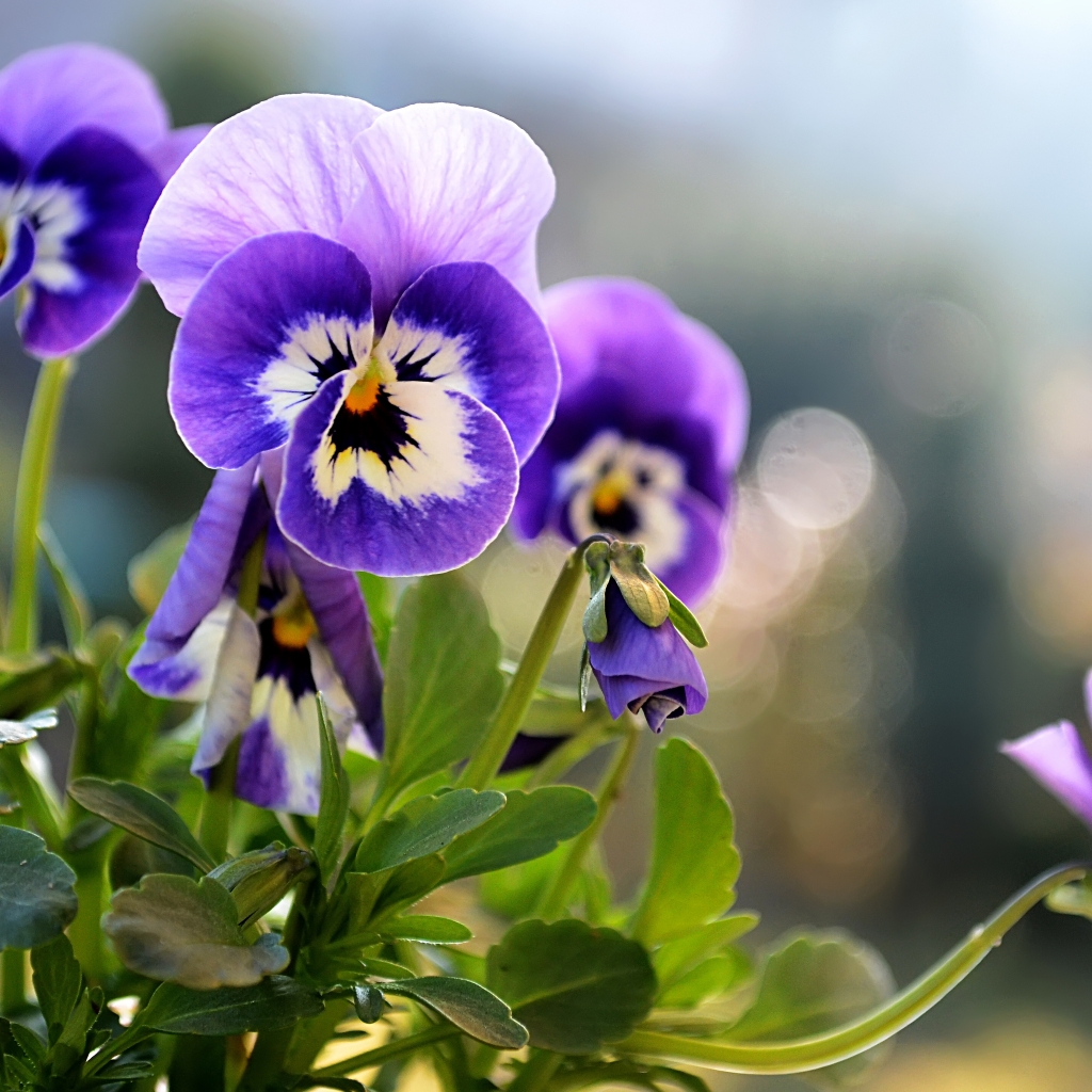 Beautiful Little Pansies for 1024 x 1024 iPad resolution