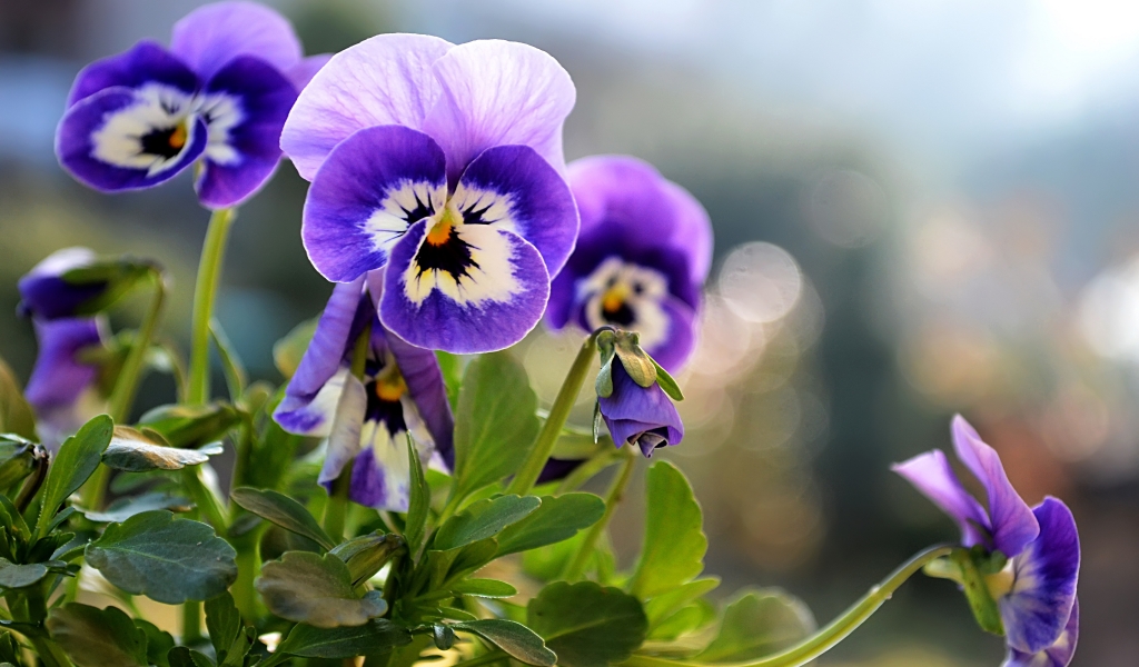 Beautiful Little Pansies for 1024 x 600 widescreen resolution