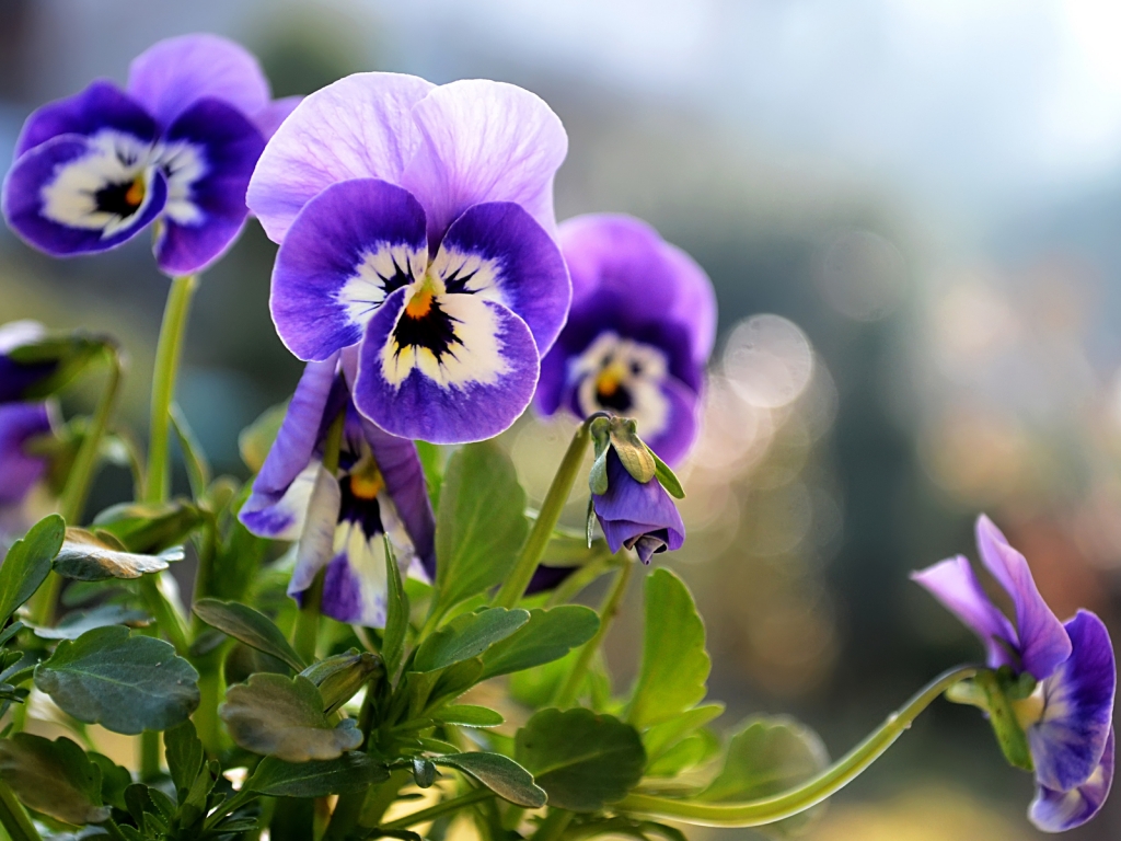Beautiful Little Pansies for 1024 x 768 resolution