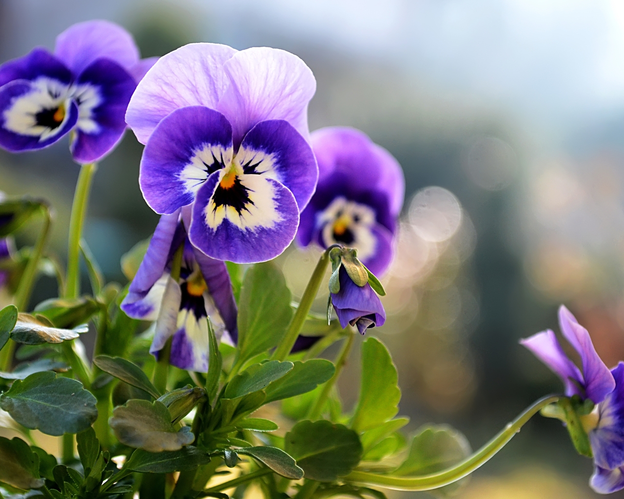 Beautiful Little Pansies for 1280 x 1024 resolution