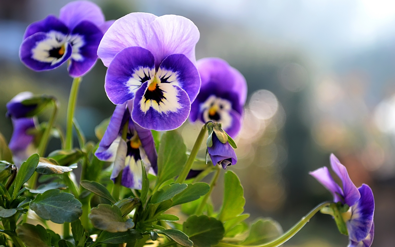 Beautiful Little Pansies for 1280 x 800 widescreen resolution