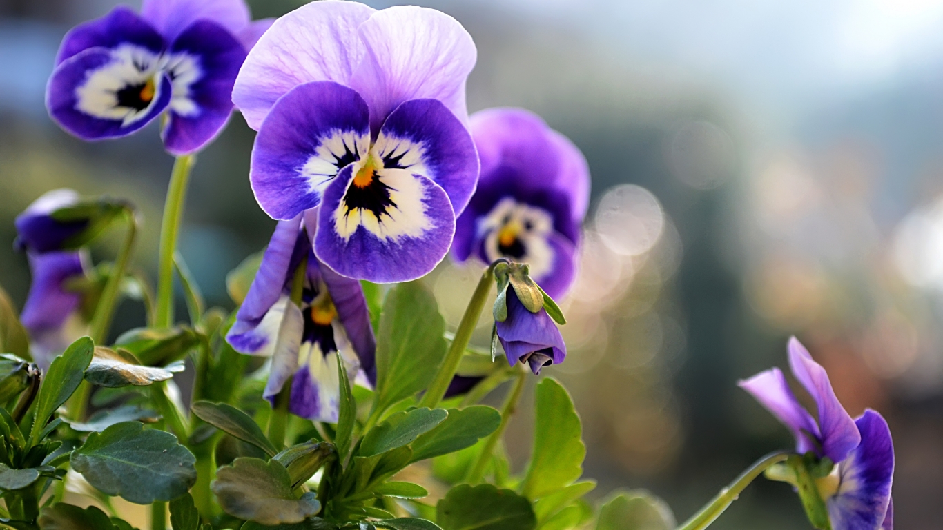 Beautiful Little Pansies for 1366 x 768 HDTV resolution