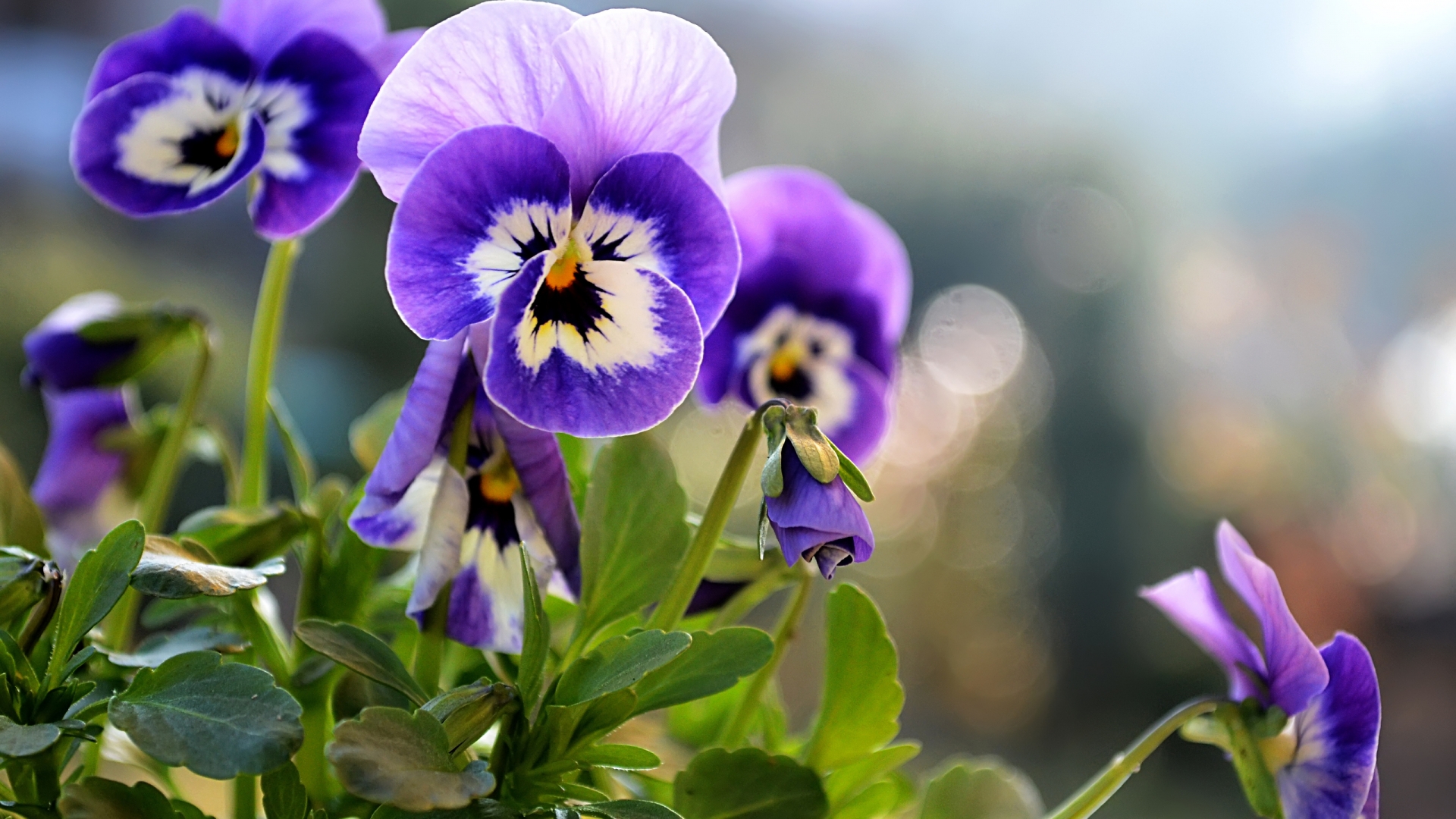 Beautiful Little Pansies for 1920 x 1080 HDTV 1080p resolution