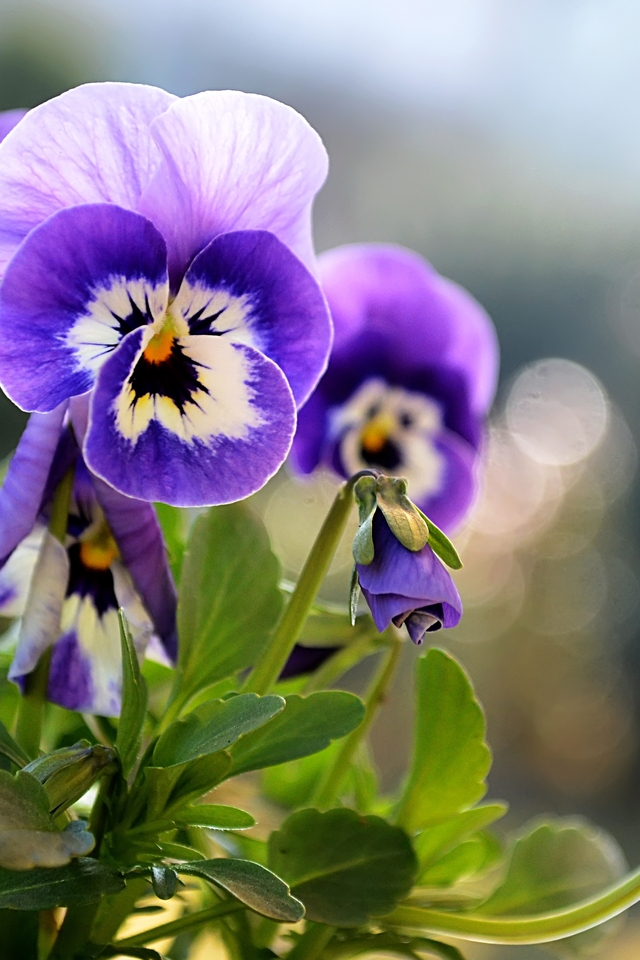 Beautiful Little Pansies for 640 x 960 iPhone 4 resolution