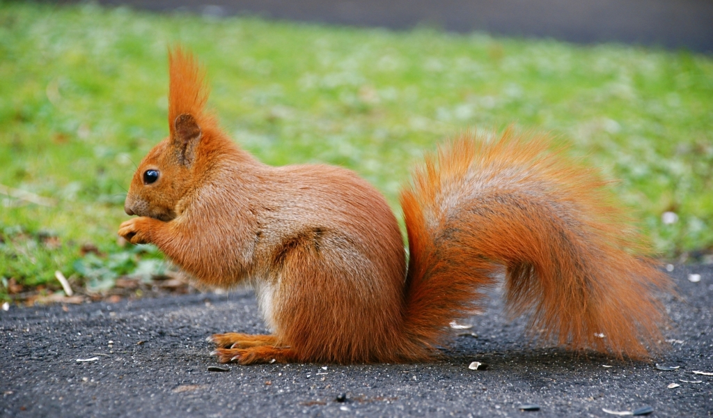 Beautiful Little Squirrel for 1024 x 600 widescreen resolution