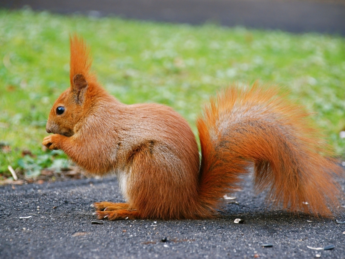 Beautiful Little Squirrel for 1152 x 864 resolution