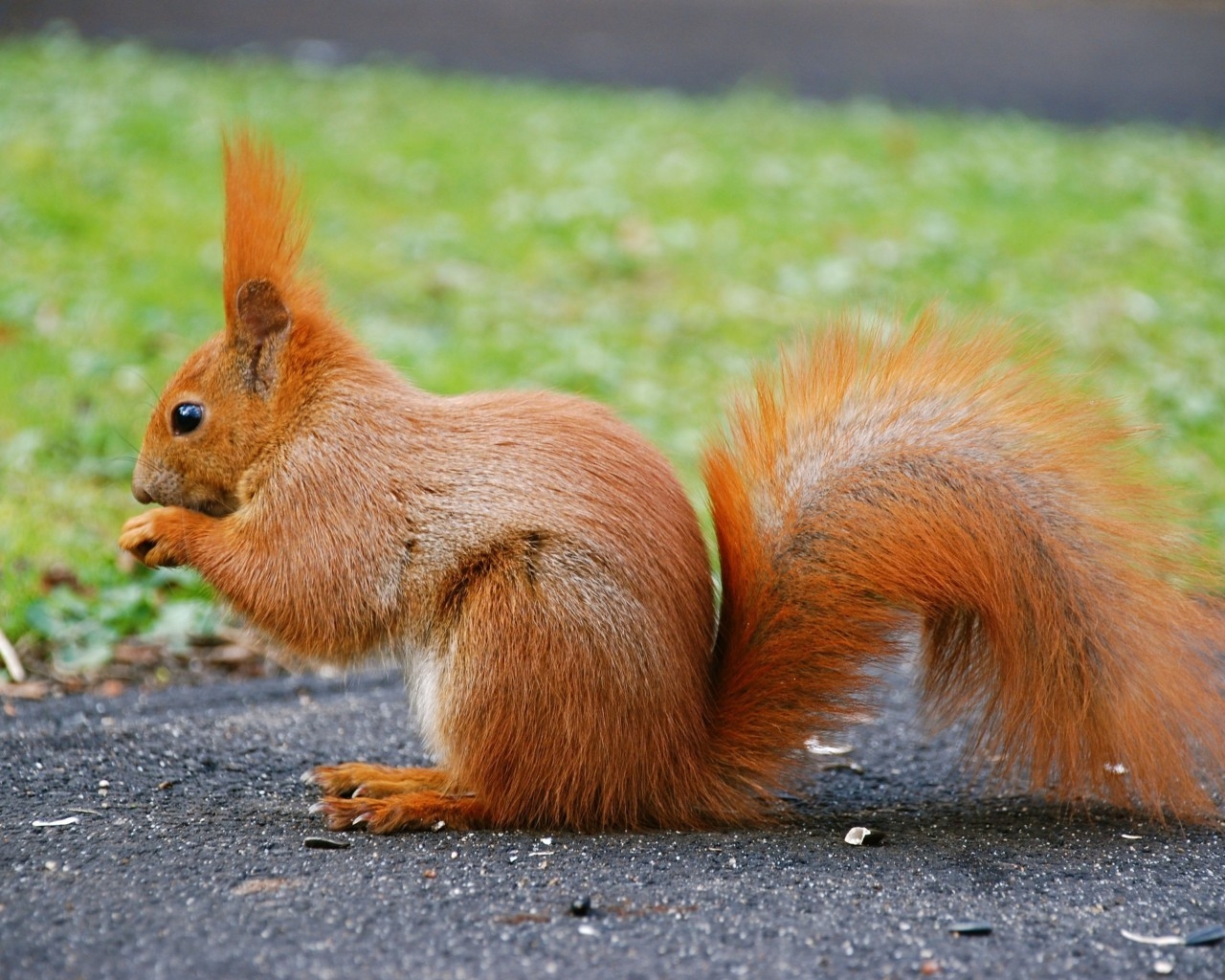 Beautiful Little Squirrel for 1280 x 1024 resolution