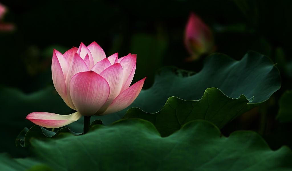 Beautiful Lotus Flower for 1024 x 600 widescreen resolution