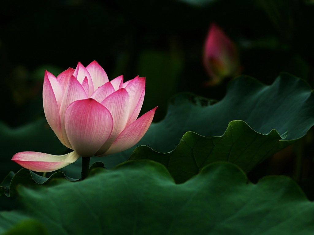 Beautiful Lotus Flower for 1024 x 768 resolution