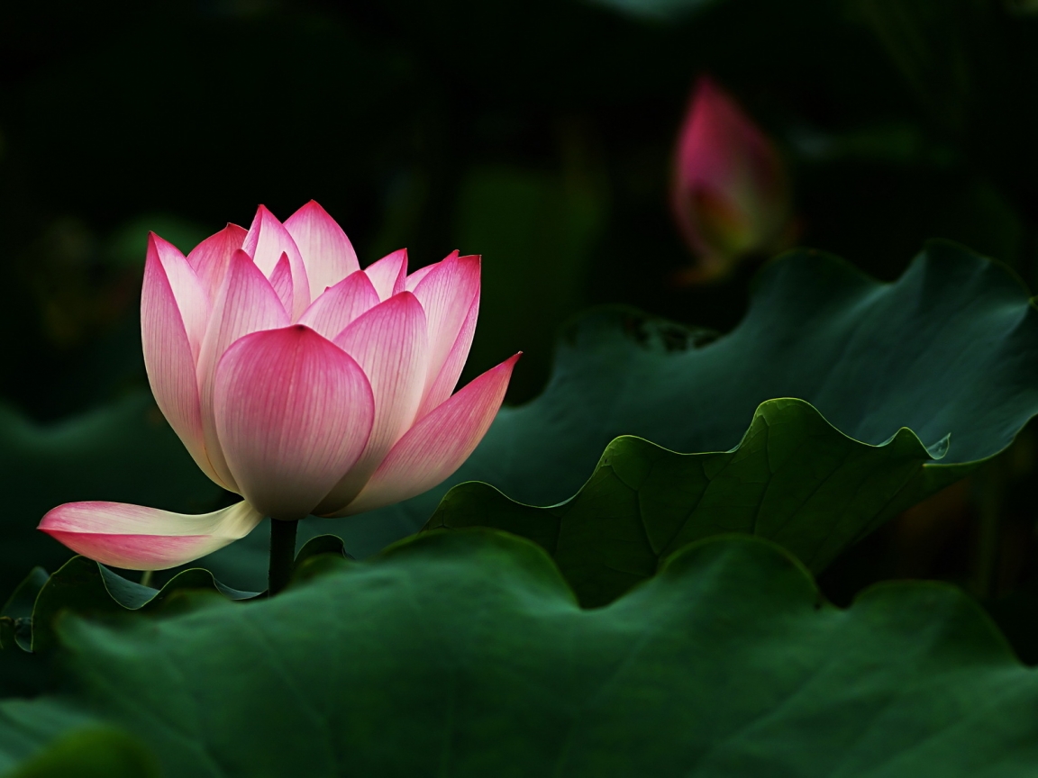 Beautiful Lotus Flower for 1152 x 864 resolution
