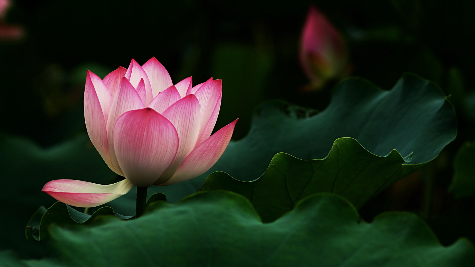 Beautiful Lotus Flower 1920 x 1080 HDTV 1080p Wallpaper