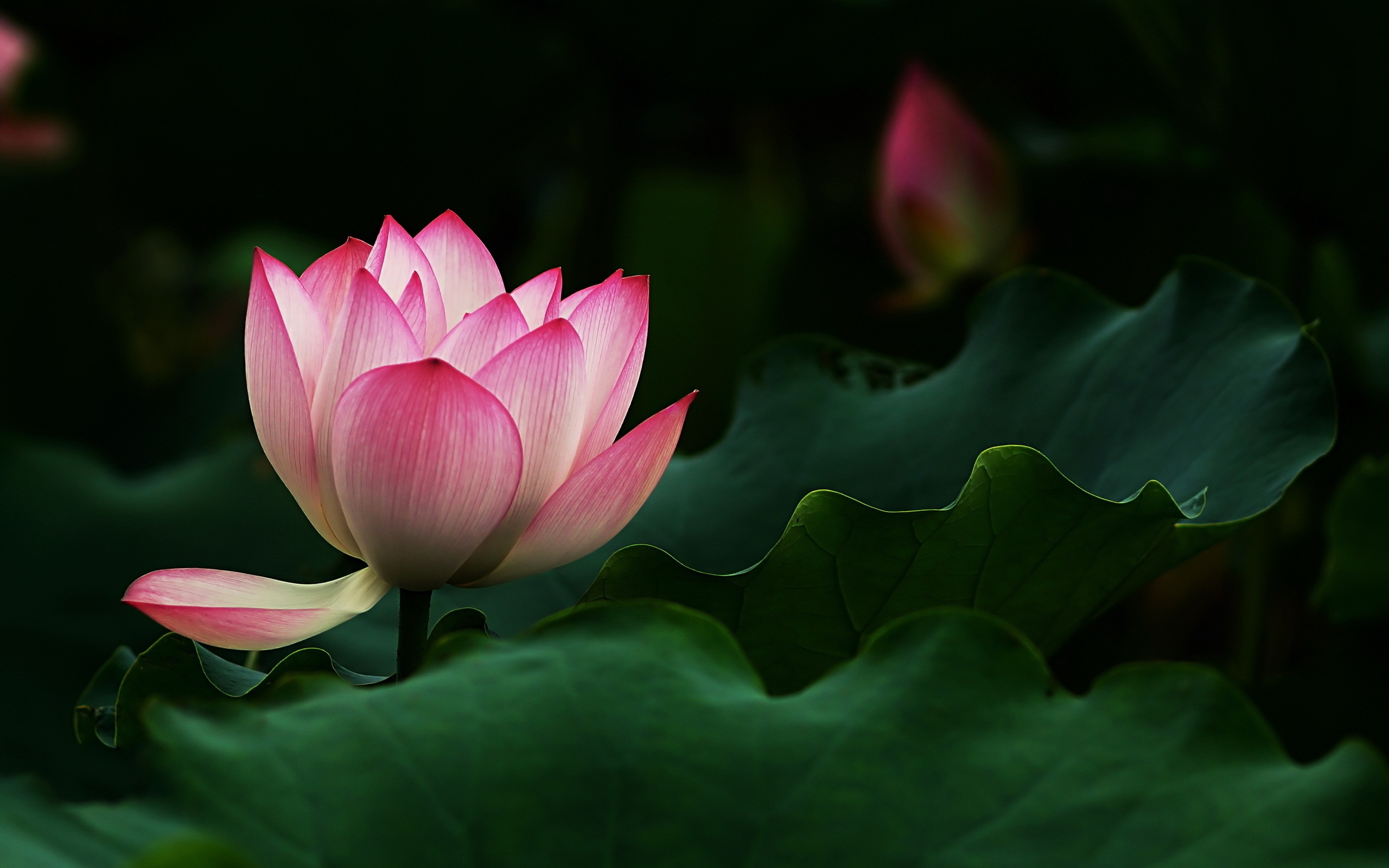 Beautiful Lotus Flower HD Wallpaper - WallpaperFX