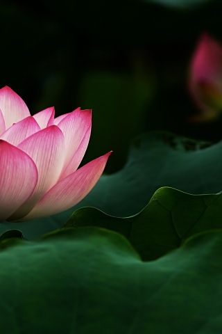 Beautiful Lotus Flower for 320 x 480 iPhone resolution