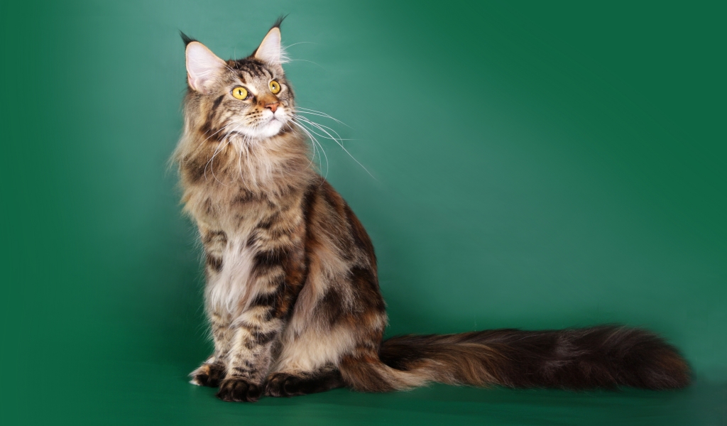 Beautiful Maine Coon Cat for 1024 x 600 widescreen resolution