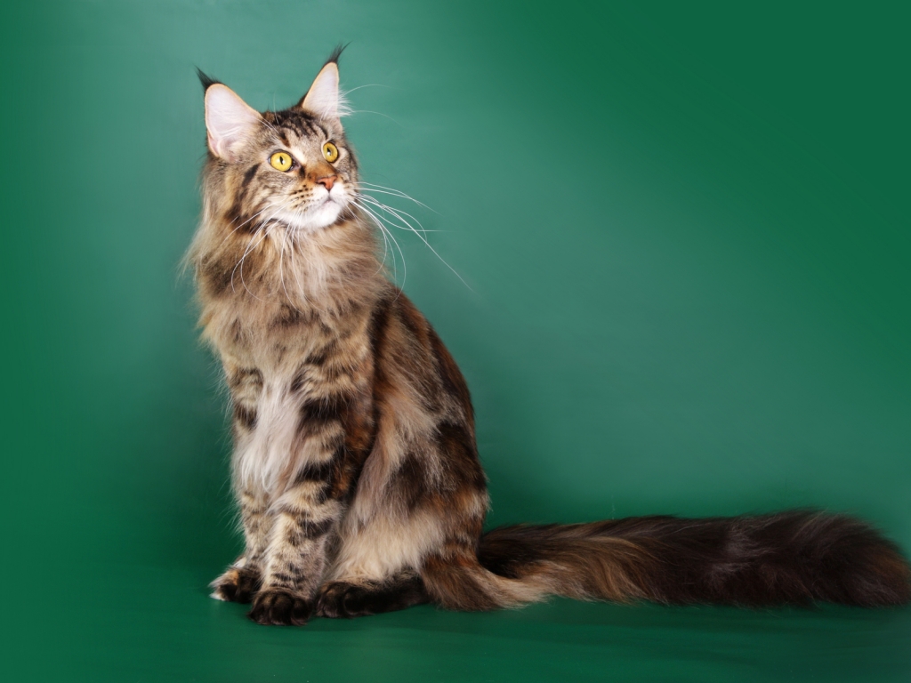 Beautiful Maine Coon Cat for 1024 x 768 resolution