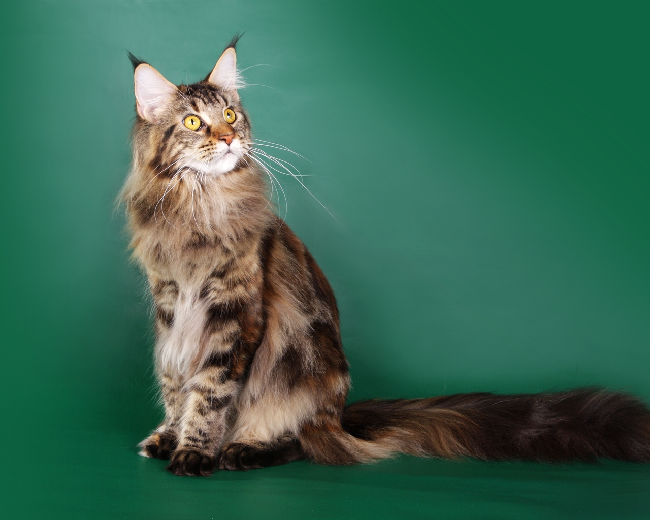 Beautiful Maine Coon Cat for 1280 x 1024 resolution