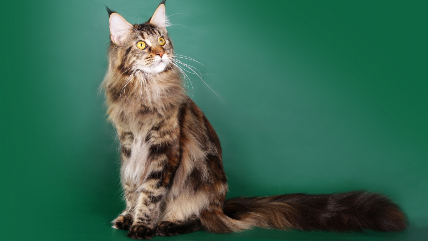 Beautiful Maine Coon Cat for 1366 x 768 HDTV resolution