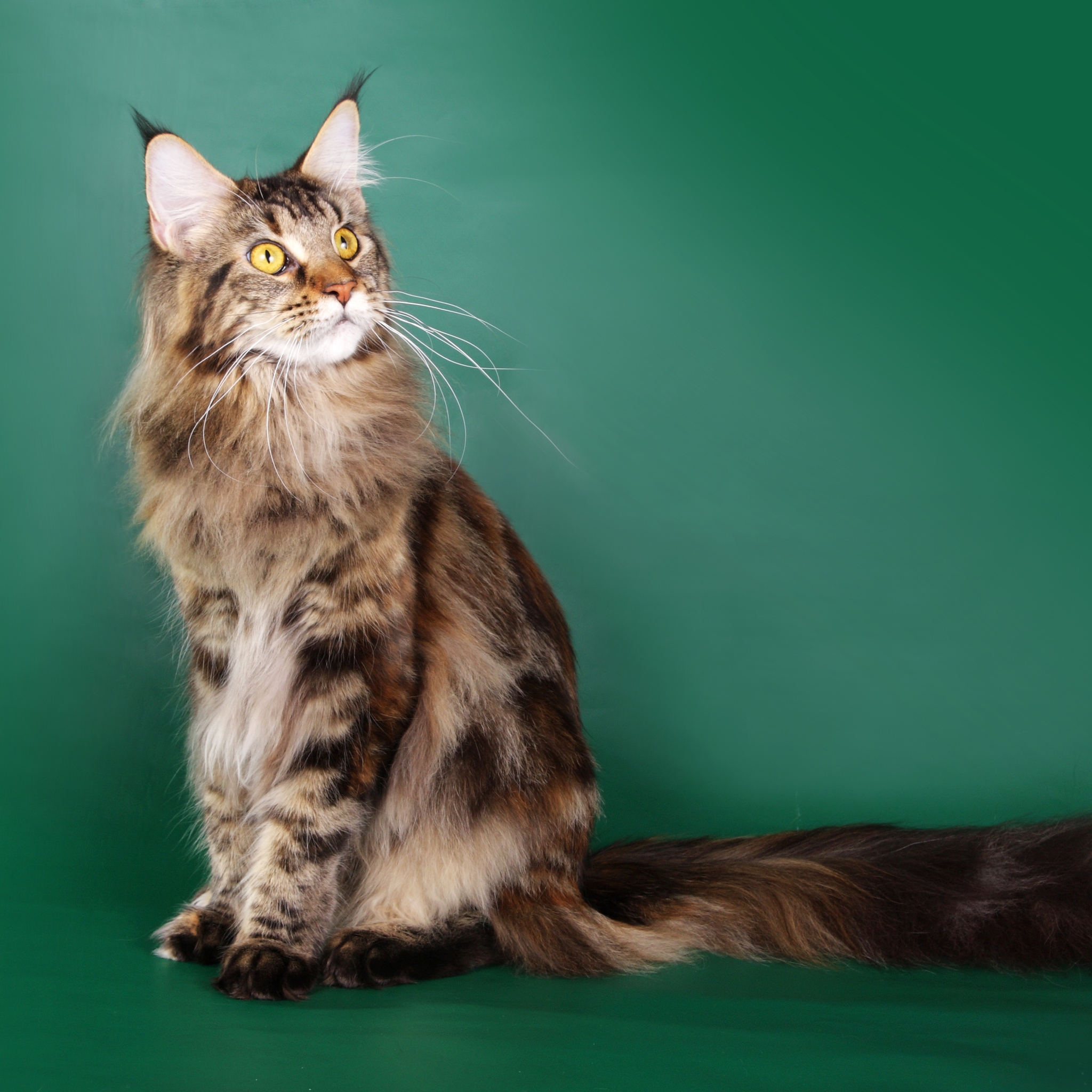 Beautiful Maine Coon Cat for 2048 x 2048 New iPad resolution