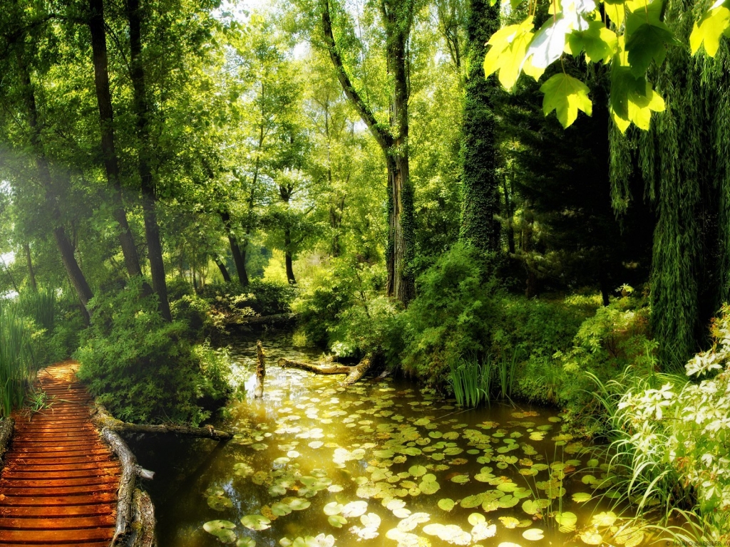 Beautiful nature corner for 1024 x 768 resolution