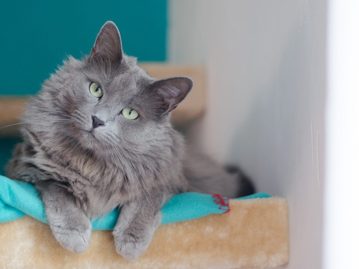 Beautiful Nebelung Cat for 1152 x 864 resolution