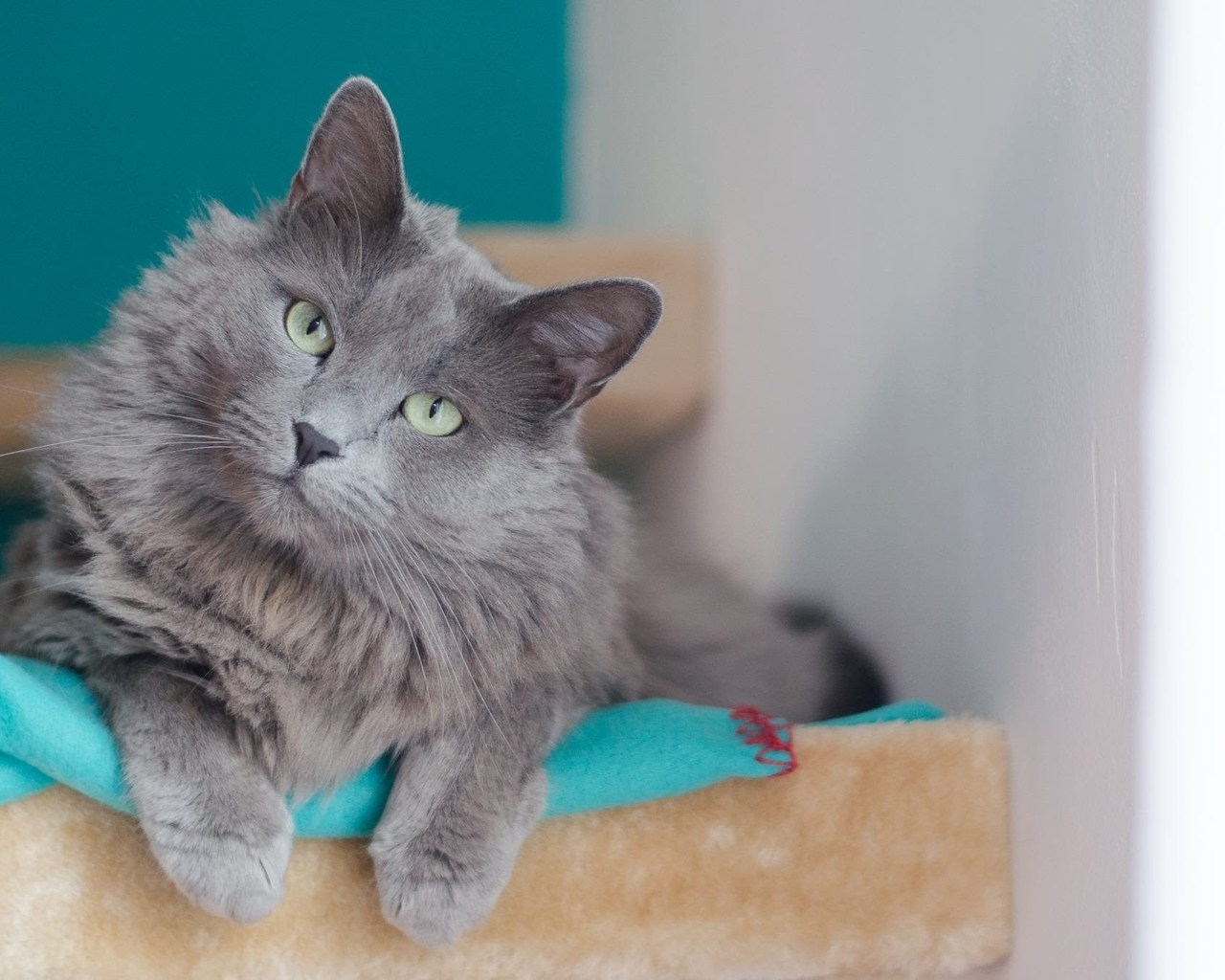 Beautiful Nebelung Cat for 1280 x 1024 resolution
