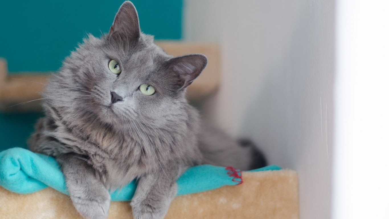 Beautiful Nebelung Cat for 1366 x 768 HDTV resolution