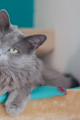 Beautiful Nebelung Cat for 320 x 480 iPhone resolution