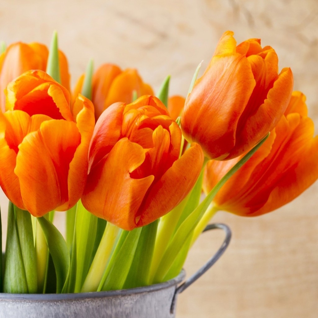 Beautiful Orange Tulips for 1024 x 1024 iPad resolution