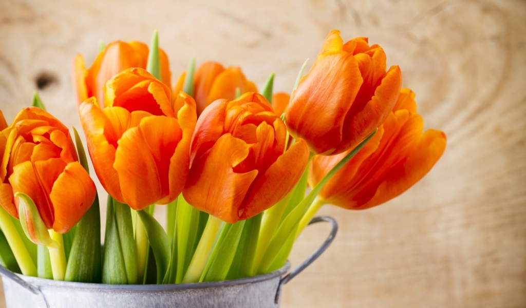 Beautiful Orange Tulips for 1024 x 600 widescreen resolution