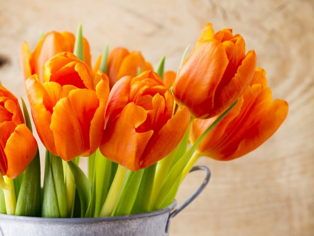 Beautiful Orange Tulips for 1024 x 768 resolution