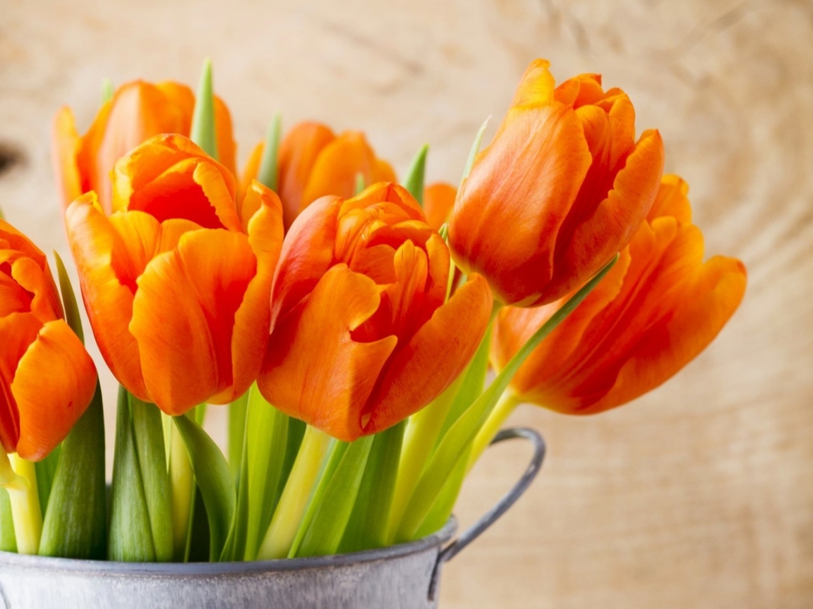 Beautiful Orange Tulips for 1152 x 864 resolution