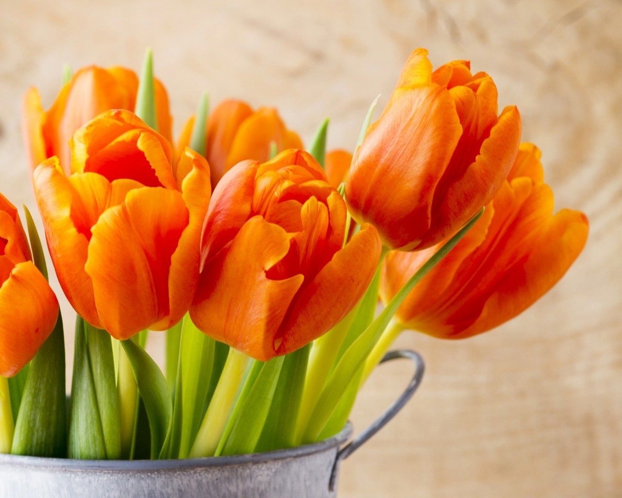 Beautiful Orange Tulips for 1280 x 1024 resolution