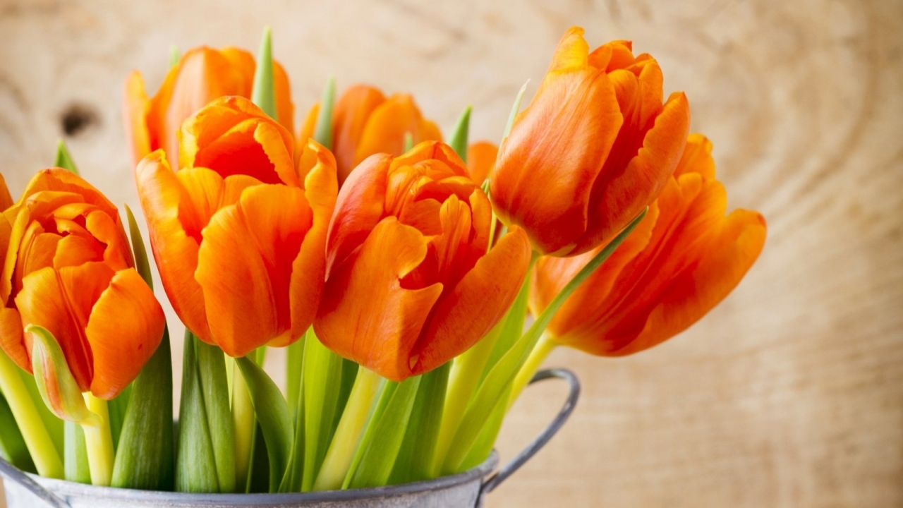 Beautiful Orange Tulips for 1280 x 720 HDTV 720p resolution