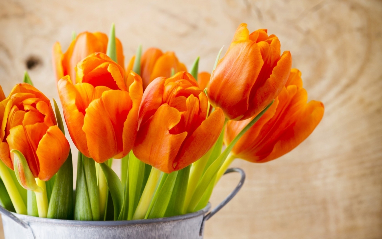 Beautiful Orange Tulips for 1280 x 800 widescreen resolution