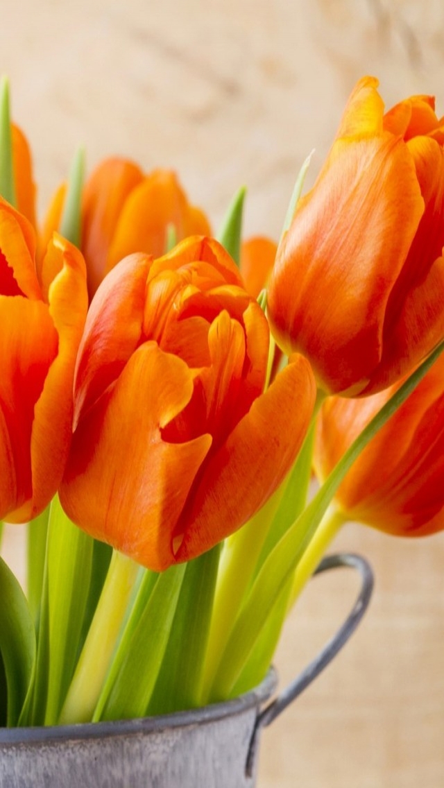 Beautiful Orange Tulips for 640 x 1136 iPhone 5 resolution