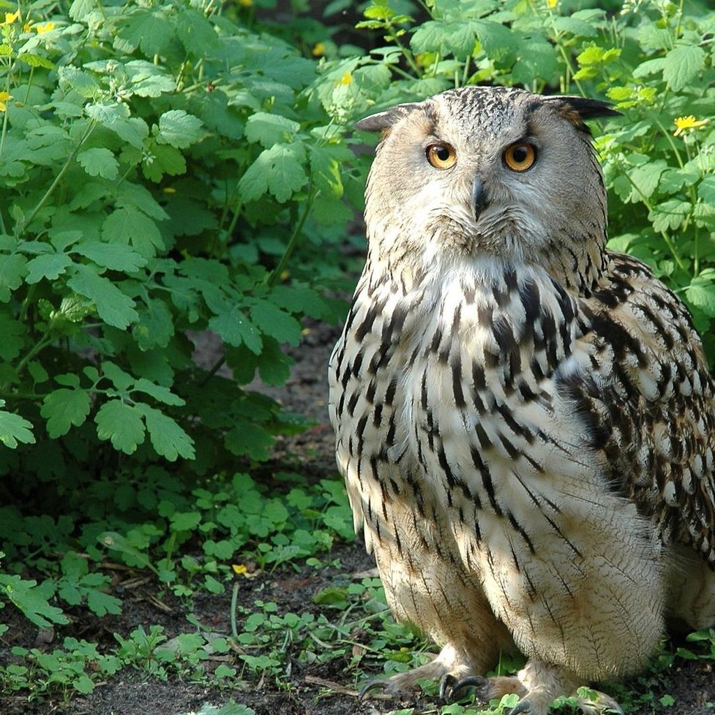 Beautiful Owl for 1024 x 1024 iPad resolution