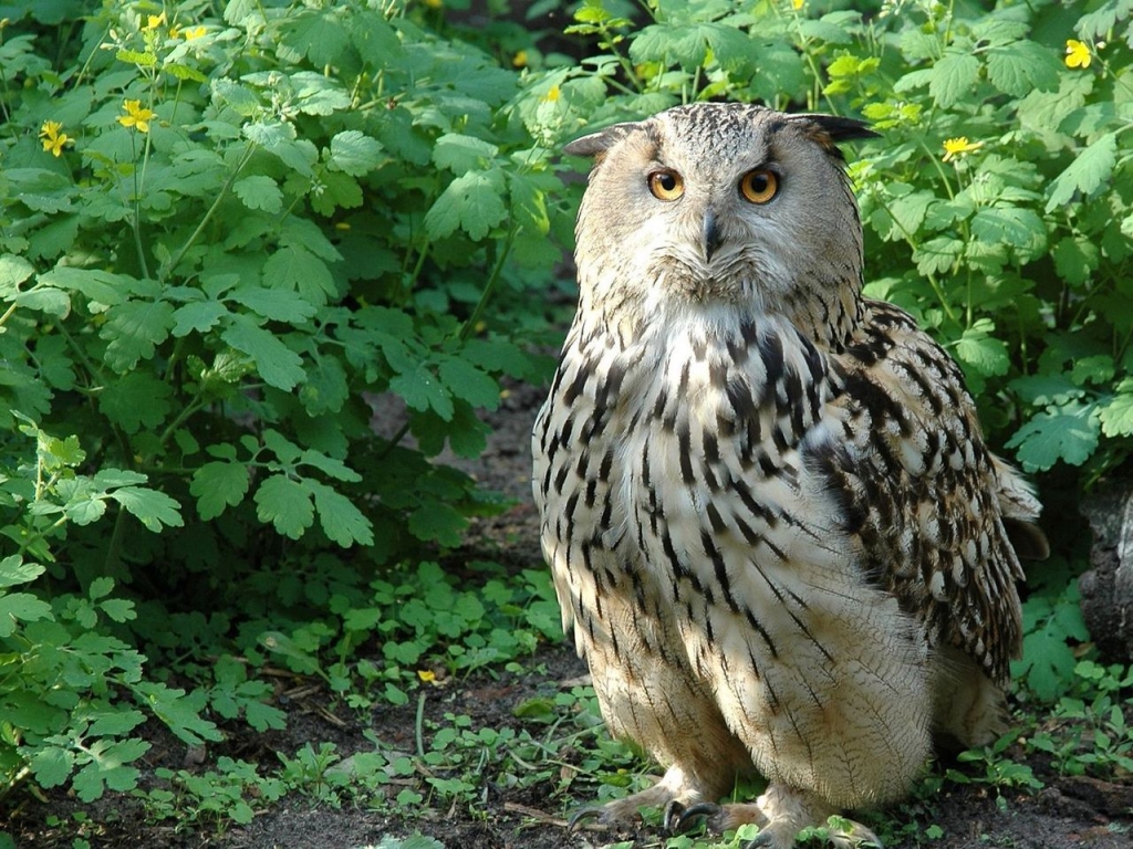 Beautiful Owl for 1024 x 768 resolution
