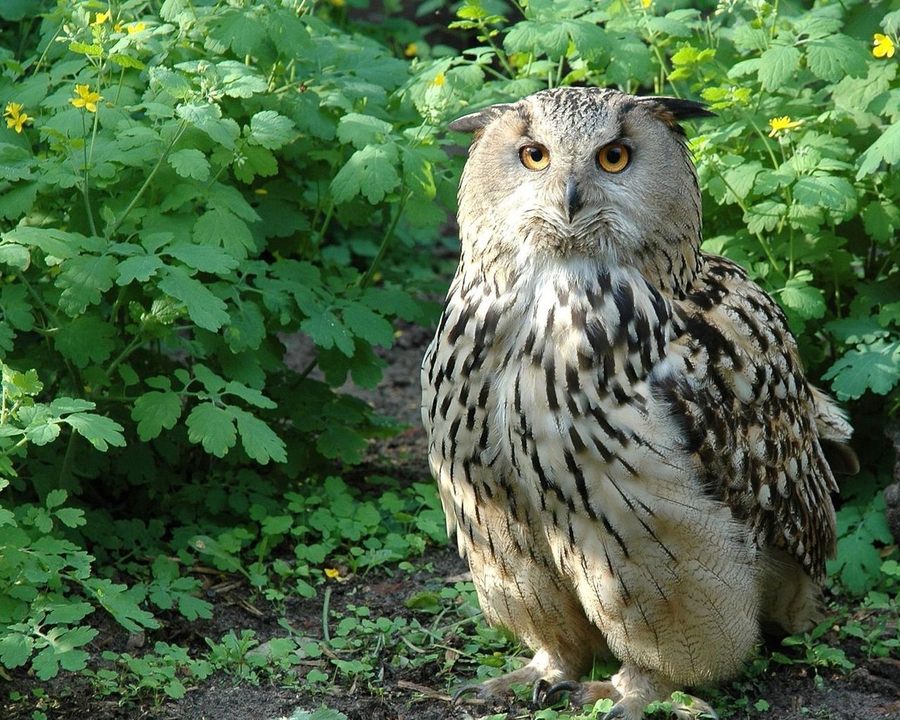 Beautiful Owl for 1280 x 1024 resolution