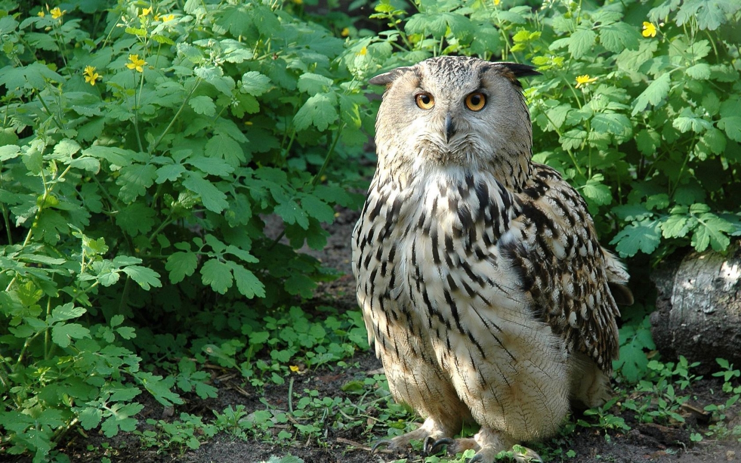 Beautiful Owl for 1440 x 900 widescreen resolution