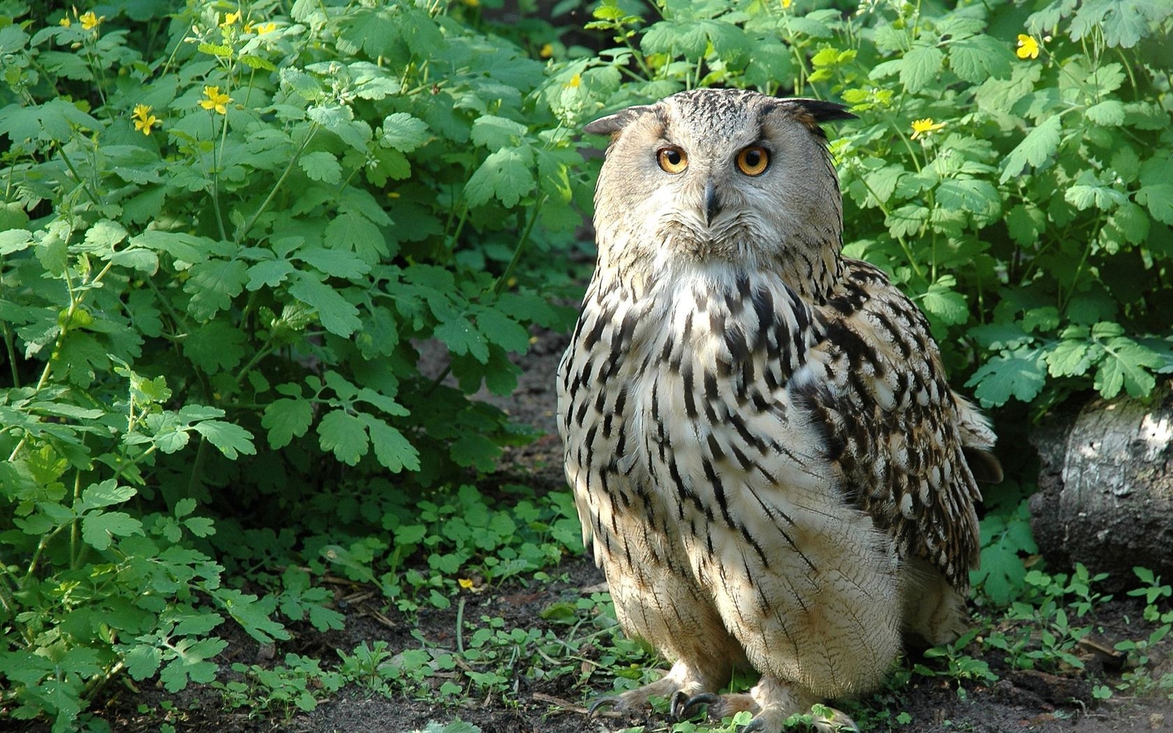 Beautiful Owl for 1680 x 1050 widescreen resolution