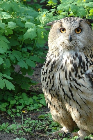 Beautiful Owl for 320 x 480 iPhone resolution