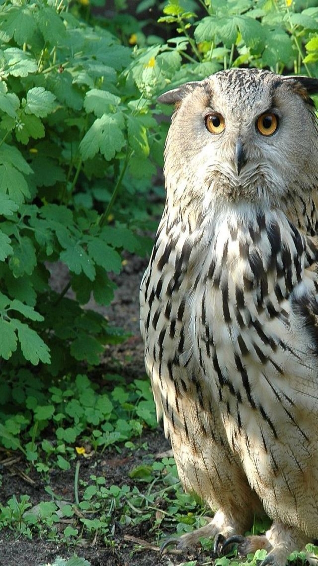 Beautiful Owl for 640 x 1136 iPhone 5 resolution