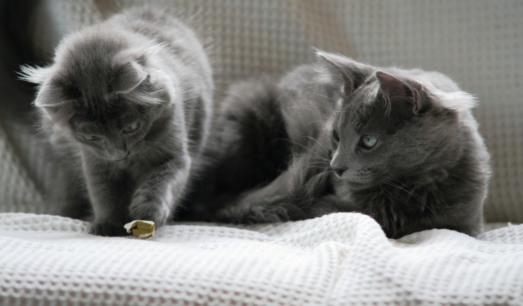 Beautiful Pair of Nebelung Cats for 1024 x 600 widescreen resolution