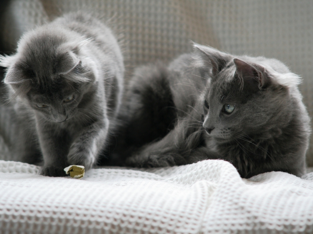 Beautiful Pair of Nebelung Cats for 1024 x 768 resolution