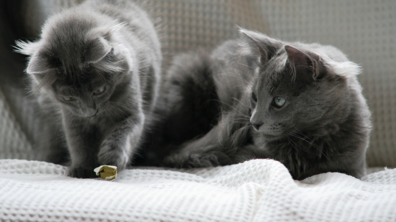 Beautiful Pair of Nebelung Cats for 1366 x 768 HDTV resolution