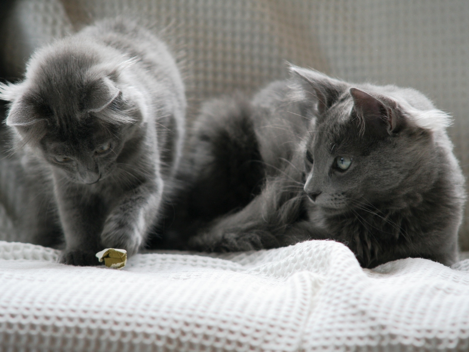 Beautiful Pair of Nebelung Cats for 1600 x 1200 resolution