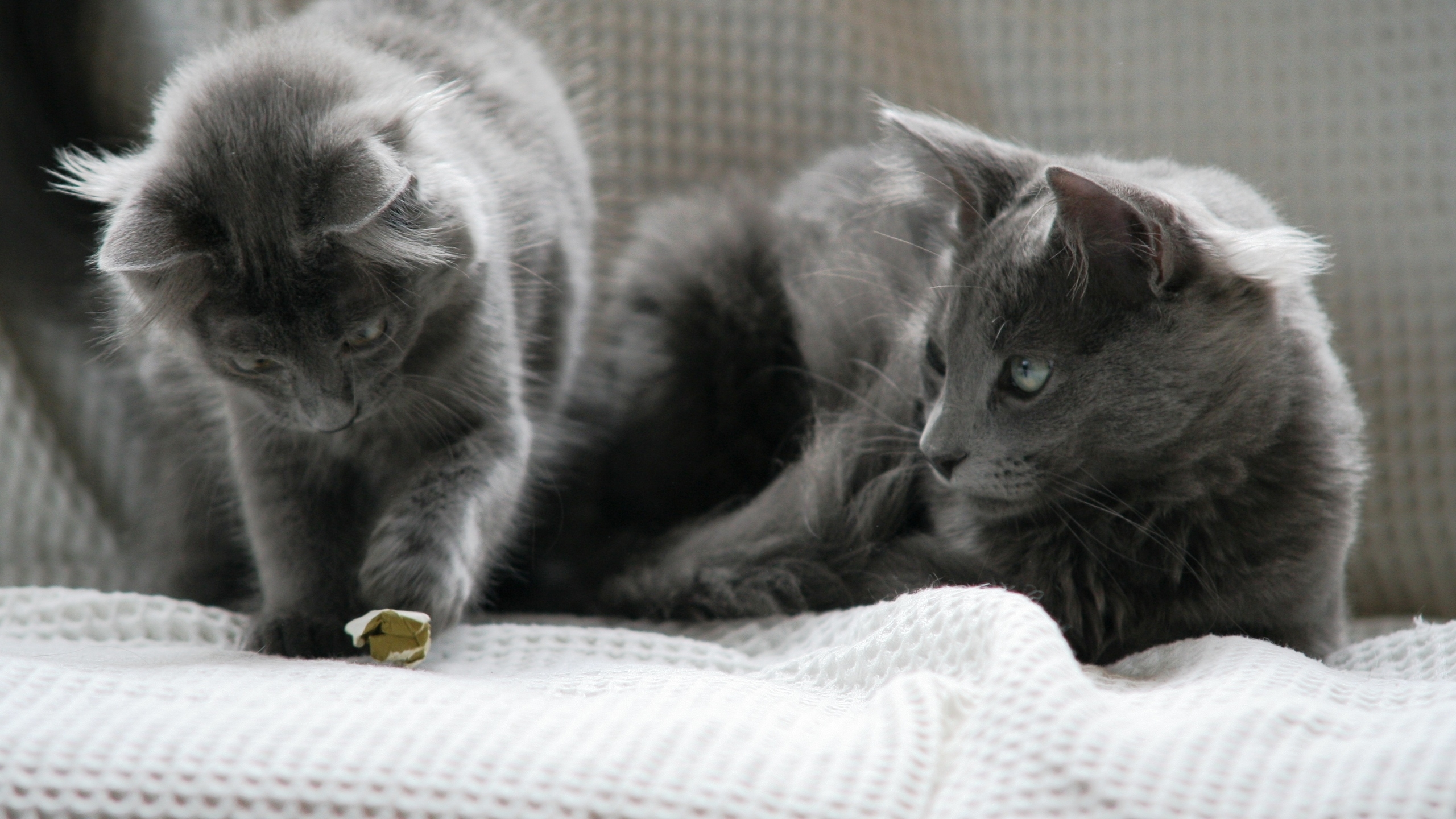 Beautiful Pair of Nebelung Cats for 2560x1440 HDTV resolution