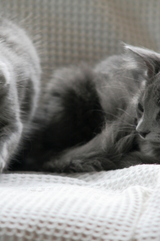 Beautiful Pair of Nebelung Cats for 320 x 480 iPhone resolution