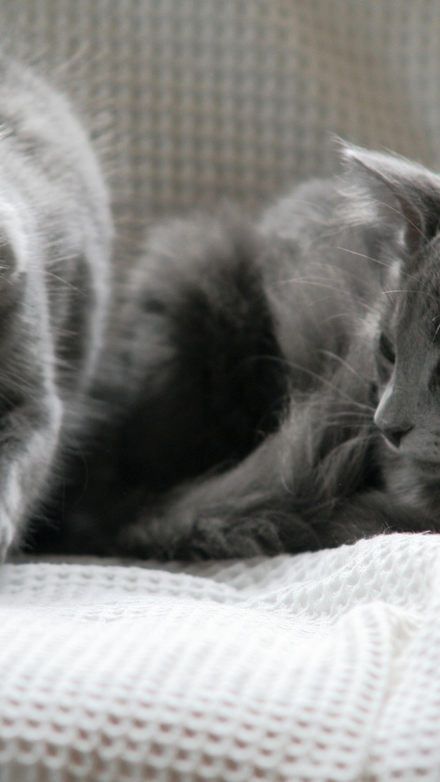 Beautiful Pair of Nebelung Cats for 640 x 1136 iPhone 5 resolution